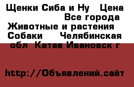 Щенки Сиба и Ну › Цена ­ 35000-85000 - Все города Животные и растения » Собаки   . Челябинская обл.,Катав-Ивановск г.